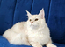 Maine Coon kittens