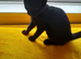 2 Black boy's Very evenly marked Black white girl Kittens