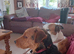 Patterdale terrier