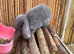 2 pure mini lop bucks READY NOW