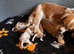 Cavalier King Charles spaniels
