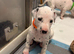 Stunning dalmatian puppys