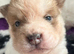 Ready now !! REDUCED shar pei 2 boys