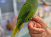 Ring neck parrot