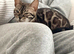 Sociable Gorgeous Seal Sepia Pedigree Bengal Girl