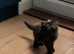 Stunning Persian kittens