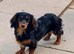 Miniature dachshund