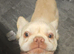 Fluffy frenchie