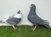 Coloured Racing Pigeon