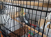 Adult male cockatiel for sale wrexham
