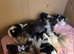 Purebred Biewer Terrier Puppies