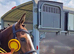 7 year old 16.2 bay mare lovely ride