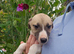 3/4 whippets 1/4 lurcher