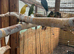 Mixed Indian ring necks