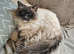 Pure ragdoll