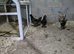 Farm Chicks , Adult Layers & Cockerels 12 Breeds