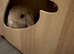 15 week old mini lop buck Bertie