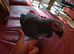 Female African grey parrot for sale