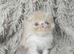 Beautiful Persian kittens