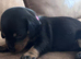 Dachshund puppy (female)
