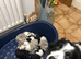 Outstanding Border Collie Puppy&rsquo;s