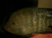 Large fish for sale