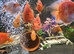 Various blood parrot cichlids