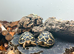 Indian Star Tortoise at Birmingham Reptiles