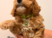 Cockapoo puppies