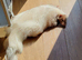 Pet Skunk - apricot coloured