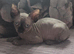 Sphinx kittens available