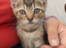 Bengal cross kittens