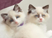 Fluffy Ragdoll kittens