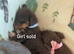 5 Beautiful Toy Jackapoo Puppies