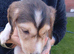Saluki puppies kc registered