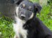 Beautiful Puppies for Sale
