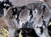 Pedigree Anglo Nubian kids for sale