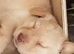 Labrador puppies for sale