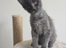 Maine coon kittens