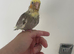 Baby cockatiel