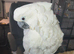 3 year old female cockatoo