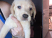 Labradors Last 2