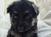 Stunning and strong German Shepherd puppies