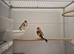 Siberian goldfinch