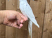 Beautiful cockatiels