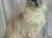 Teddy,6year old Ragdoll