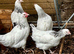 Beautiful Point of Lay Hens READY NOW