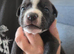 Staffy+cane corso