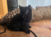 1 black male kitten for sale