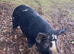 Pure Kunekune sow